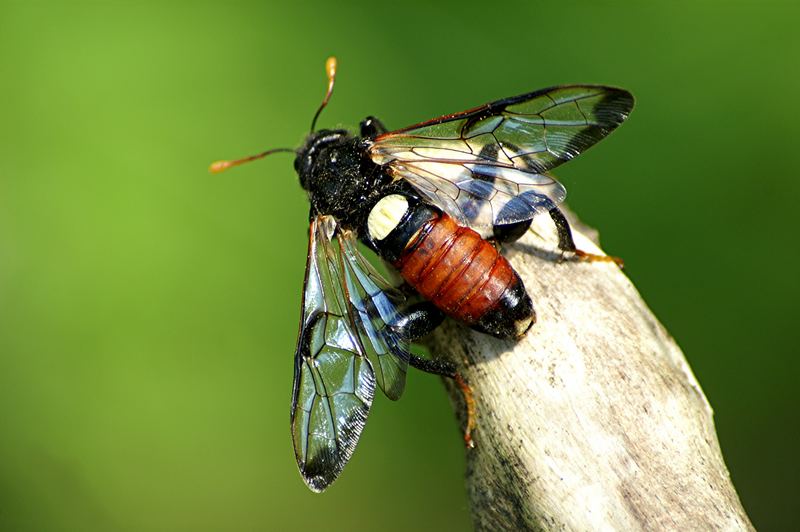 Die Keulhornblattwespe