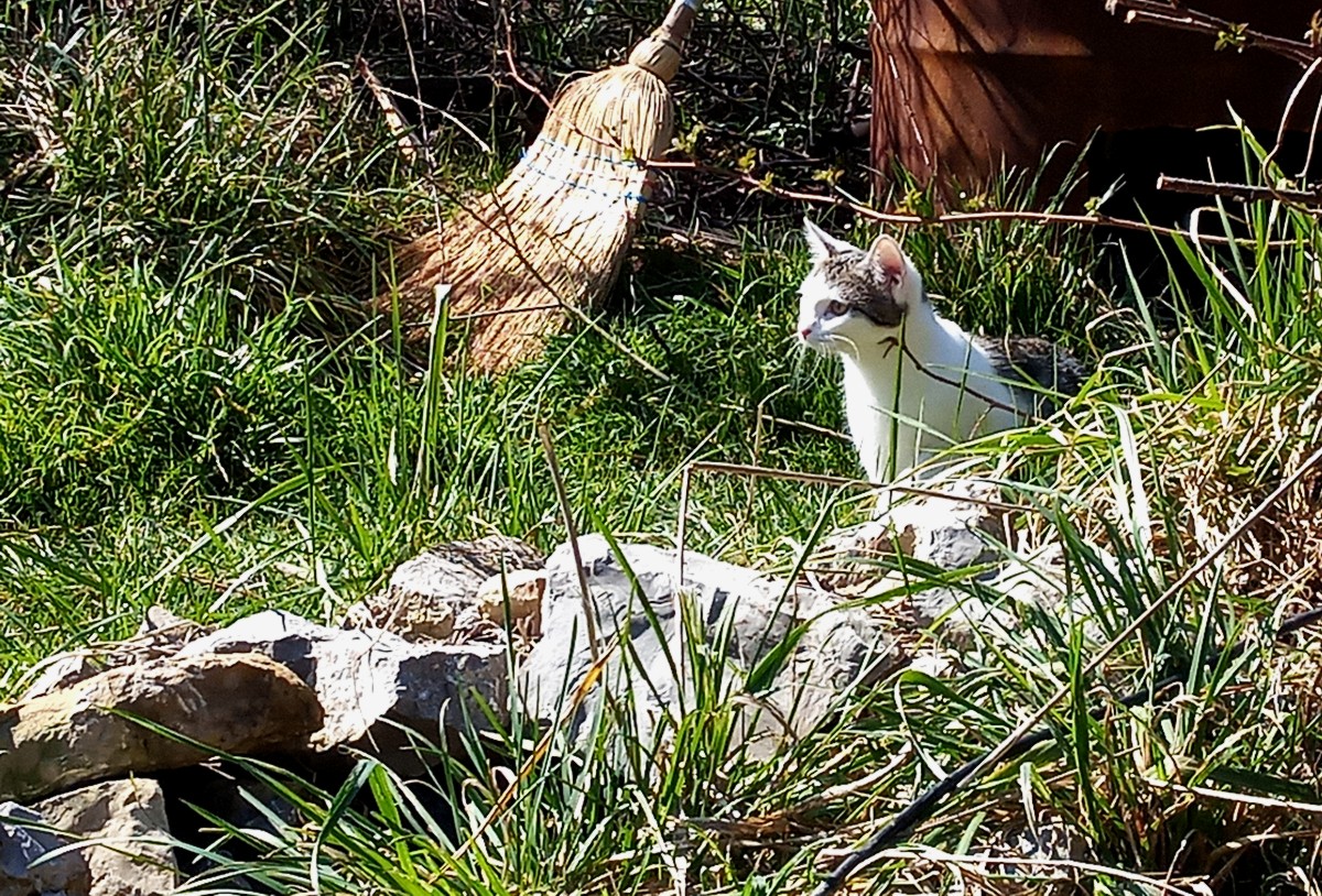 Die kfK bei uns im Garten