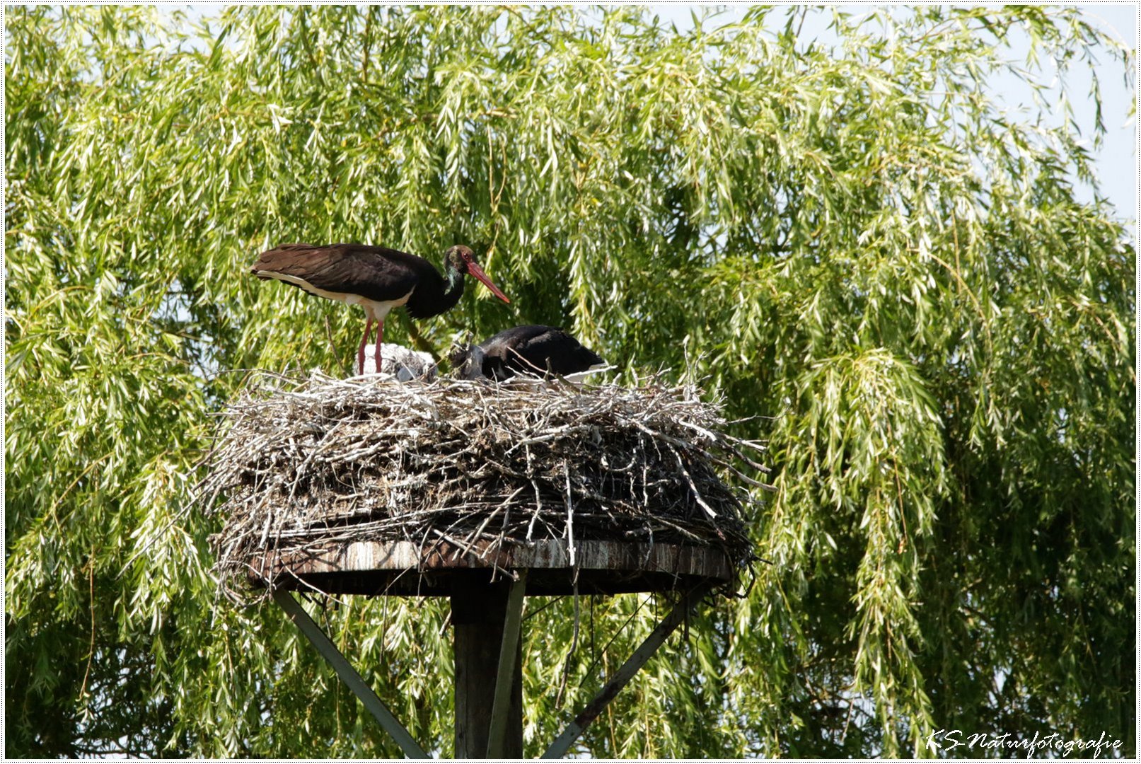 Die Kids sind jetzt schon größer als die Mama. Already now the kids are bigger than their mum. 