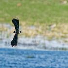 Die Kiebitze sind zurück und brüten wieder in der Wetterau