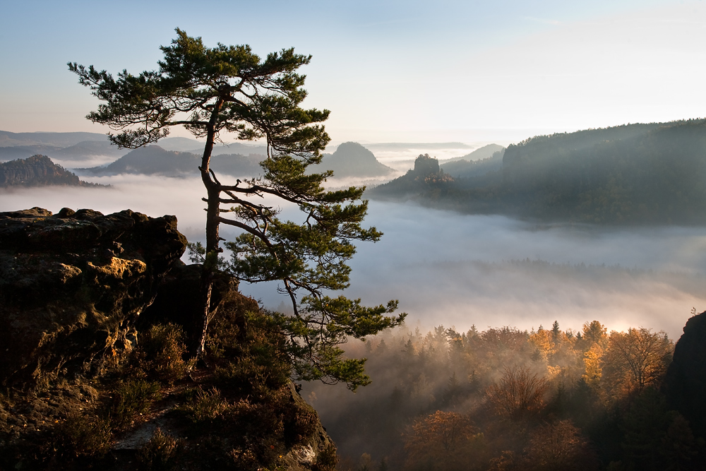 Die Kiefer am Gleitmannshorn