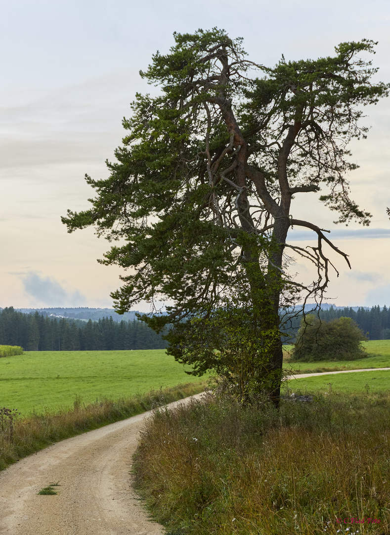 Die Kiefer am Weg