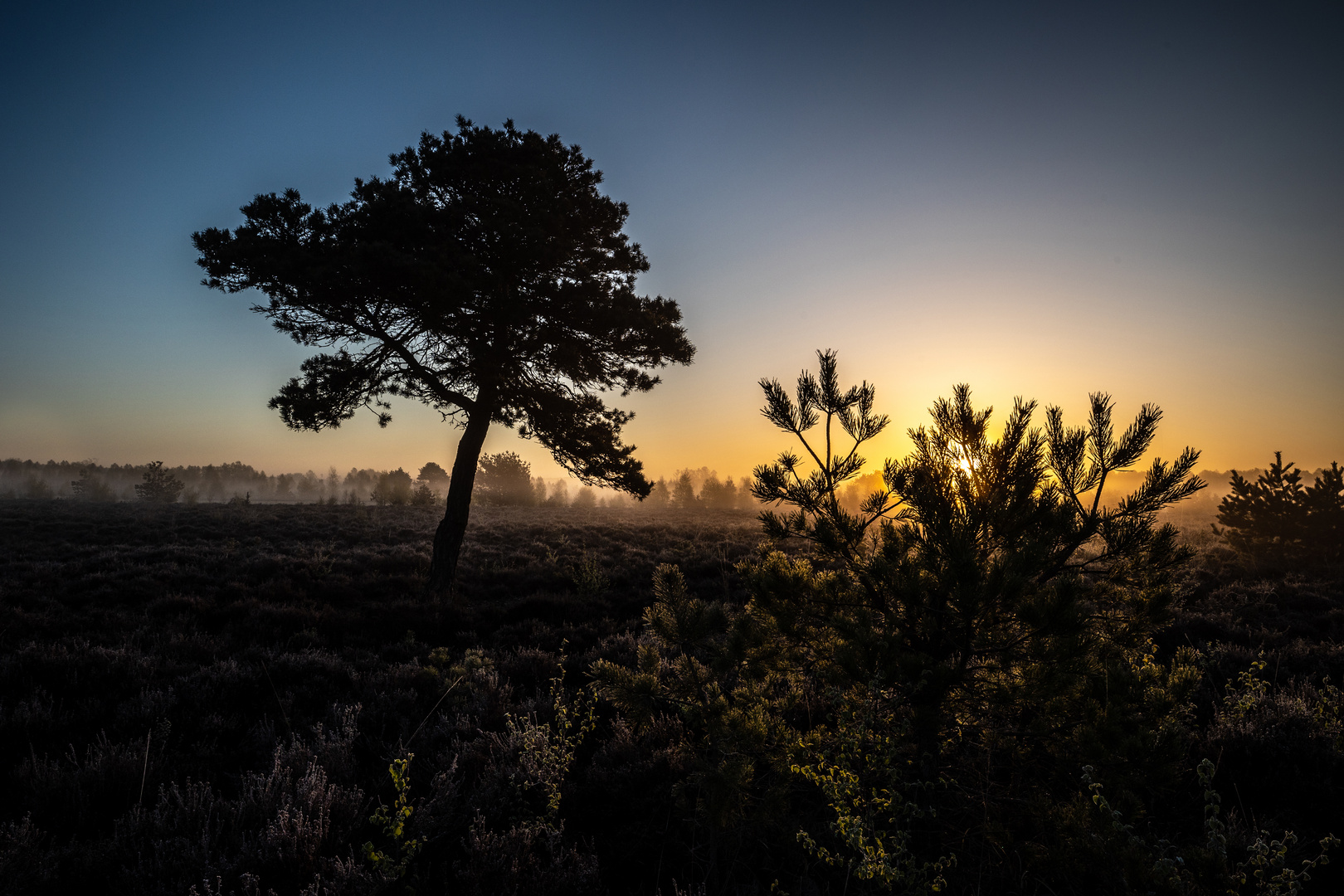 Die Kiefer neben dem Sonnenbaum 