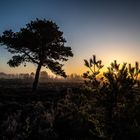 Die Kiefer neben dem Sonnenbaum 