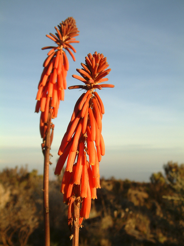 Die Kilimanjaro- Blume