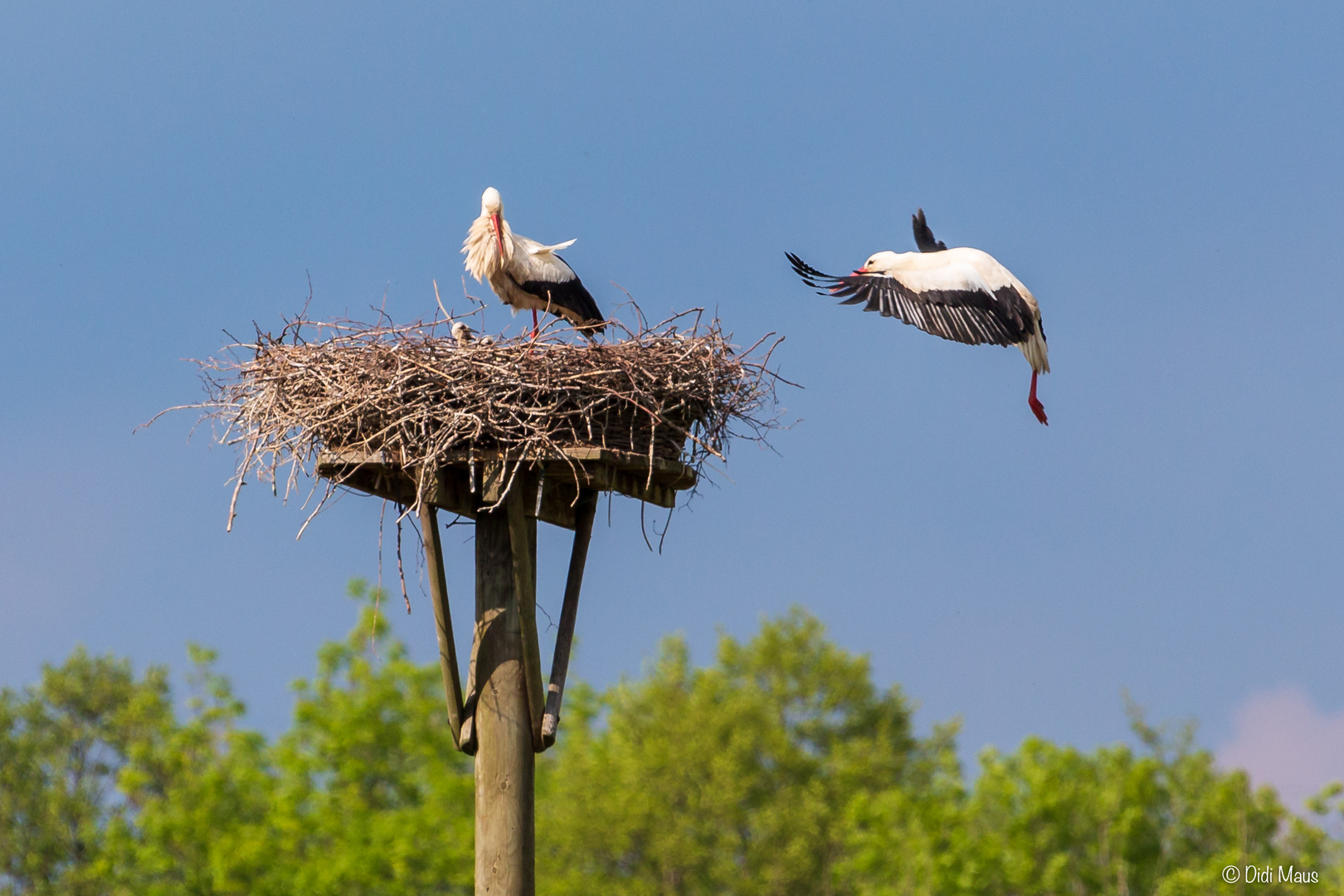 Die Kinder bringt der Storch!