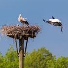 Die Kinder bringt der Storch!