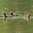 die Kinder der Familie Bläßhuhn