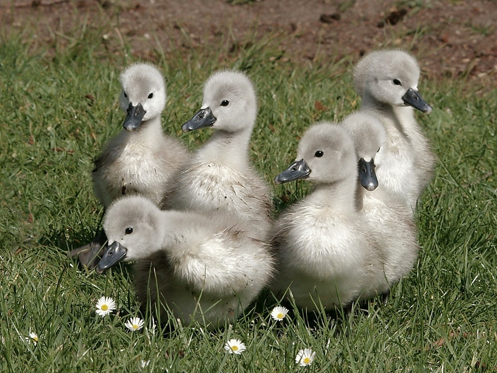 Die Kinder von der Gänseblumen  - wiese