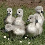 Die Kinder von der Gänseblumen  - wiese