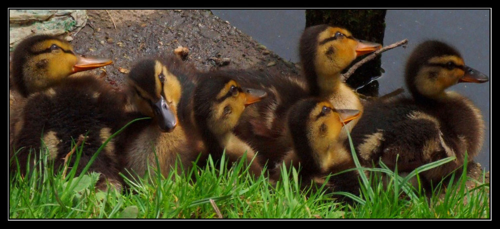 Die Kinder von Ente