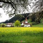 Die Kirche im Rapsfeld