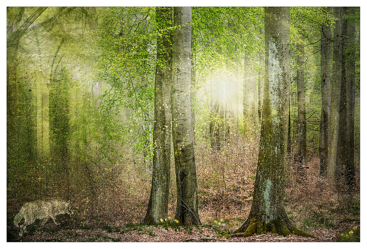 die Kirche im Wald