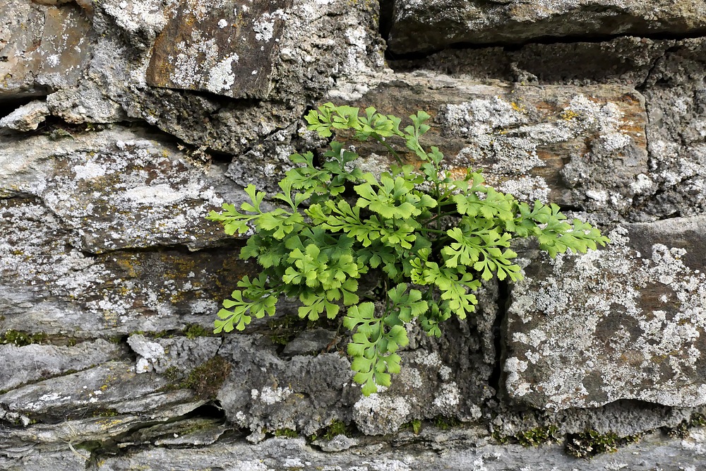 Die Kirchen – Farne von St. Wendelin 03