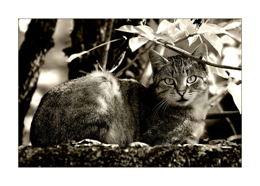 ...die Kirchenmauer-Katze von Kirchbühl...