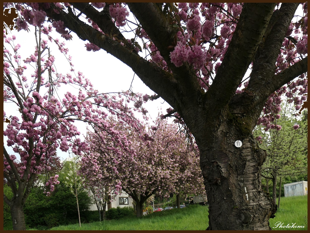 Die Kirschbäume an der Allee