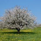 die Kirschbäume blühen... II