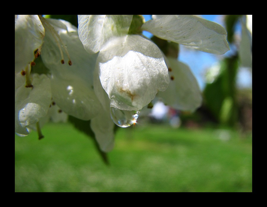 """""" Die Kirschblüte""""""