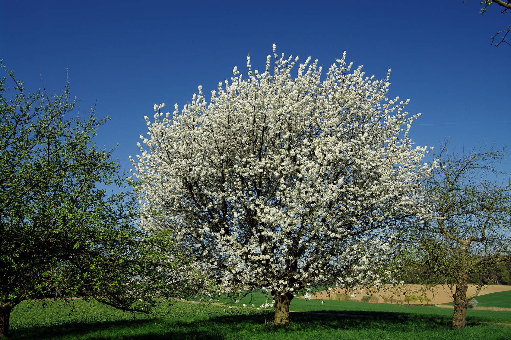 Die Kirschblüte