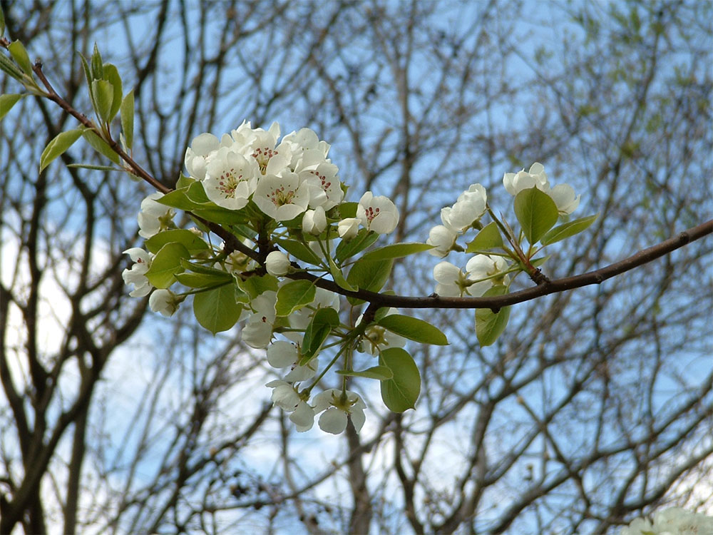 Die Kirschblüte!