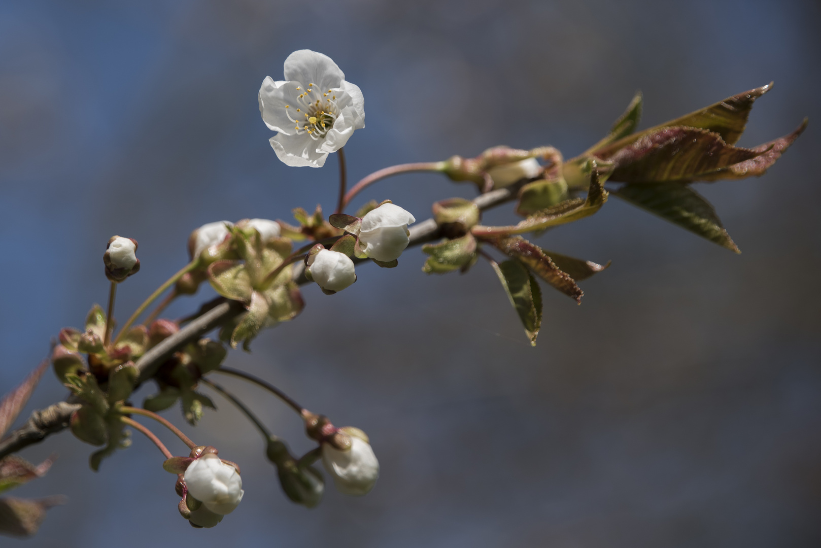 die Kirschblüte