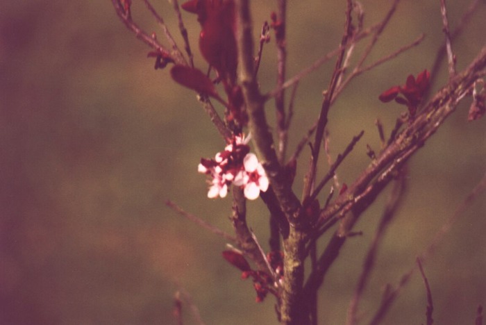 Die Kirschblüte