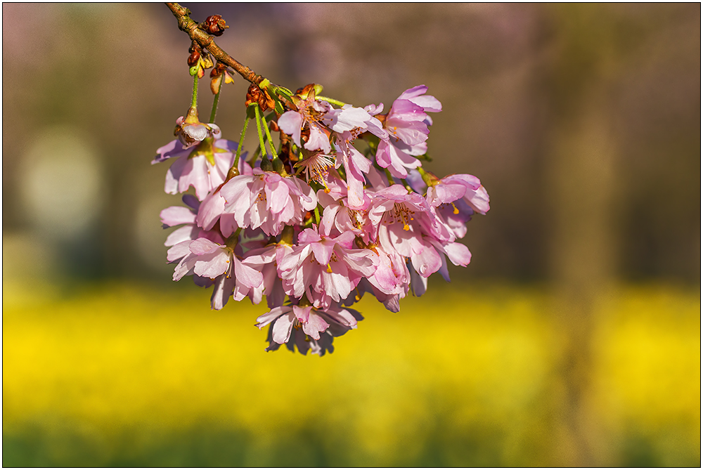 Die Kirschblüte