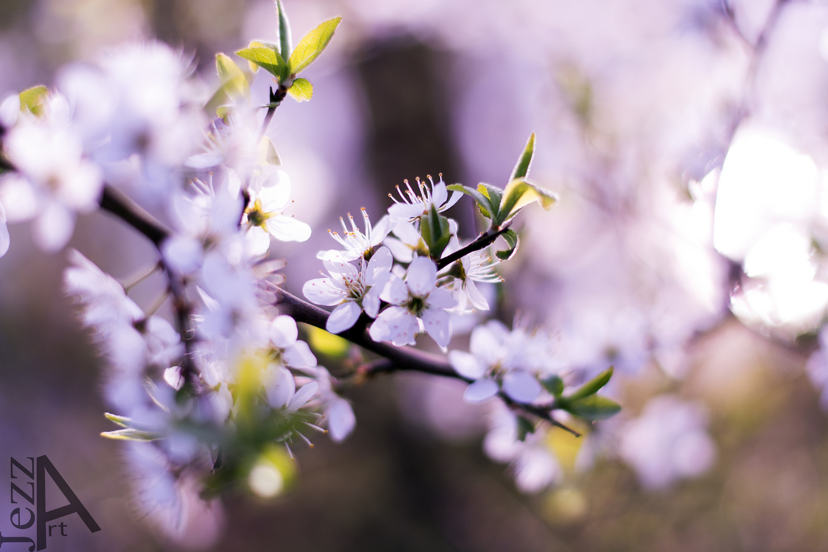 Die Kirschblüte.