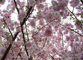 die kirschblüte