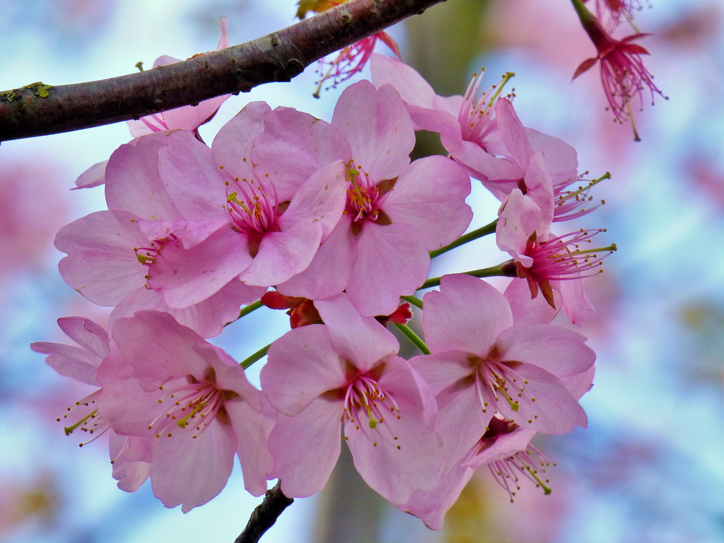 die Kirschblüte