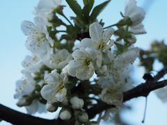 Die Kirschblüte......