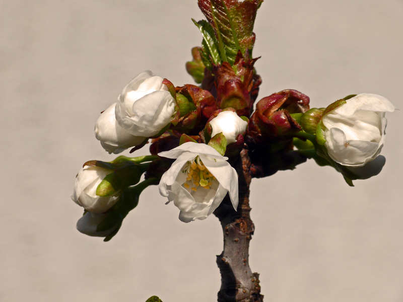 die Kirschblüte am 11.04.2010