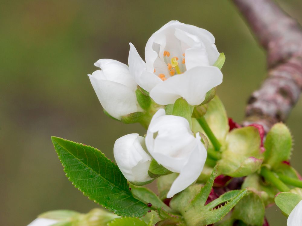 Die Kirschblüte beginnt