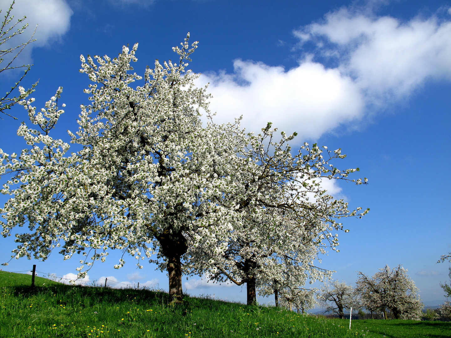 Die Kirschblüte