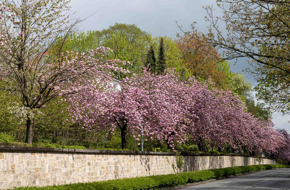 Die Kirschblüte ...