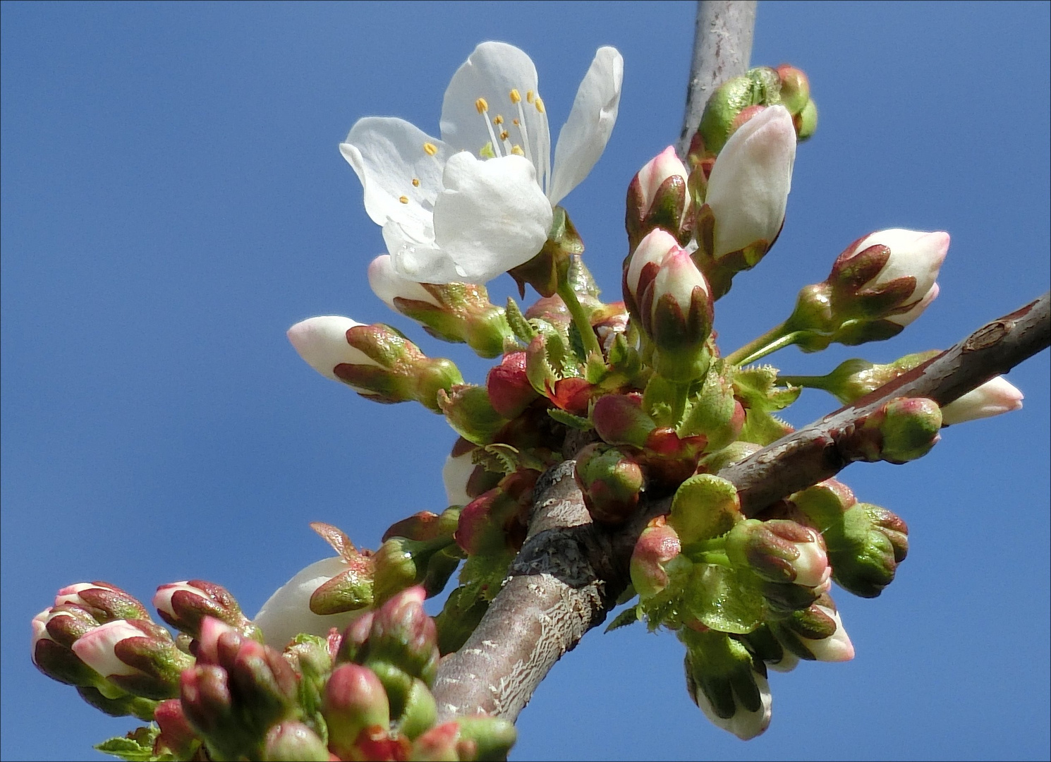 Die Kirschblüte hat begonnen, . . .