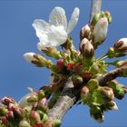 Die Kirschblüte hat begonnen, . . .