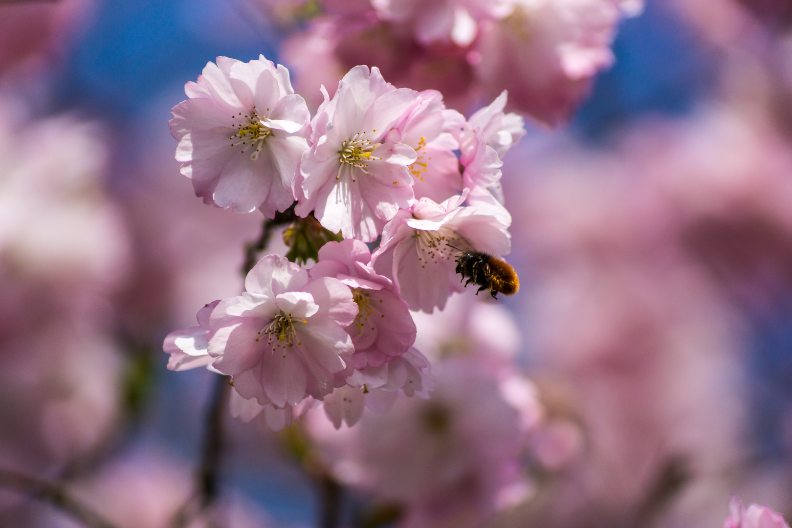 Die Kirschblüte hat Besuch