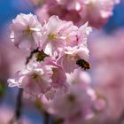 Die Kirschblüte hat Besuch