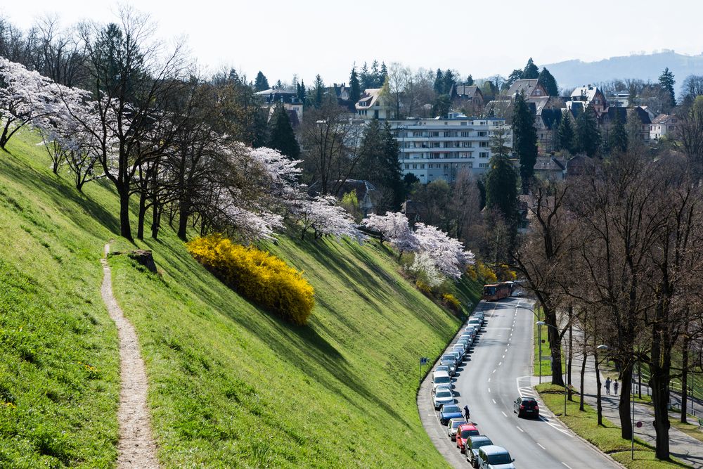 Die Kirschblüte in Bern (1)