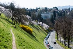 Die Kirschblüte in Bern (1)