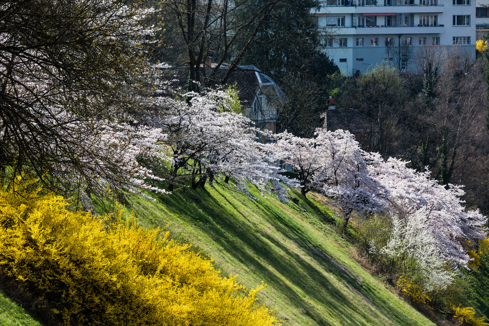 Die Kirschblüte in Bern (2)