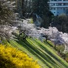 Die Kirschblüte in Bern (2)