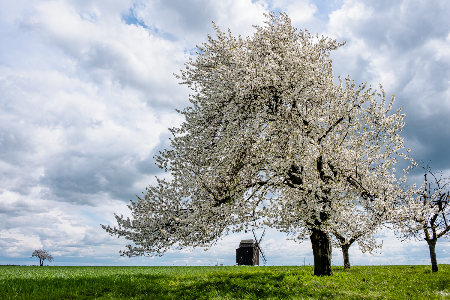 Die Kirschblüte in der Dahlener Heide beginnt ...