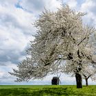 Die Kirschblüte in der Dahlener Heide beginnt ...