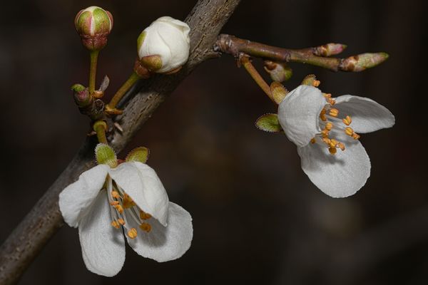 DIE KIRSCHBLÜTE IST EIN SYMBOL FÜR ERNEUERUNG, ...