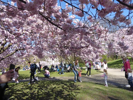 Die Kirschblüte....2