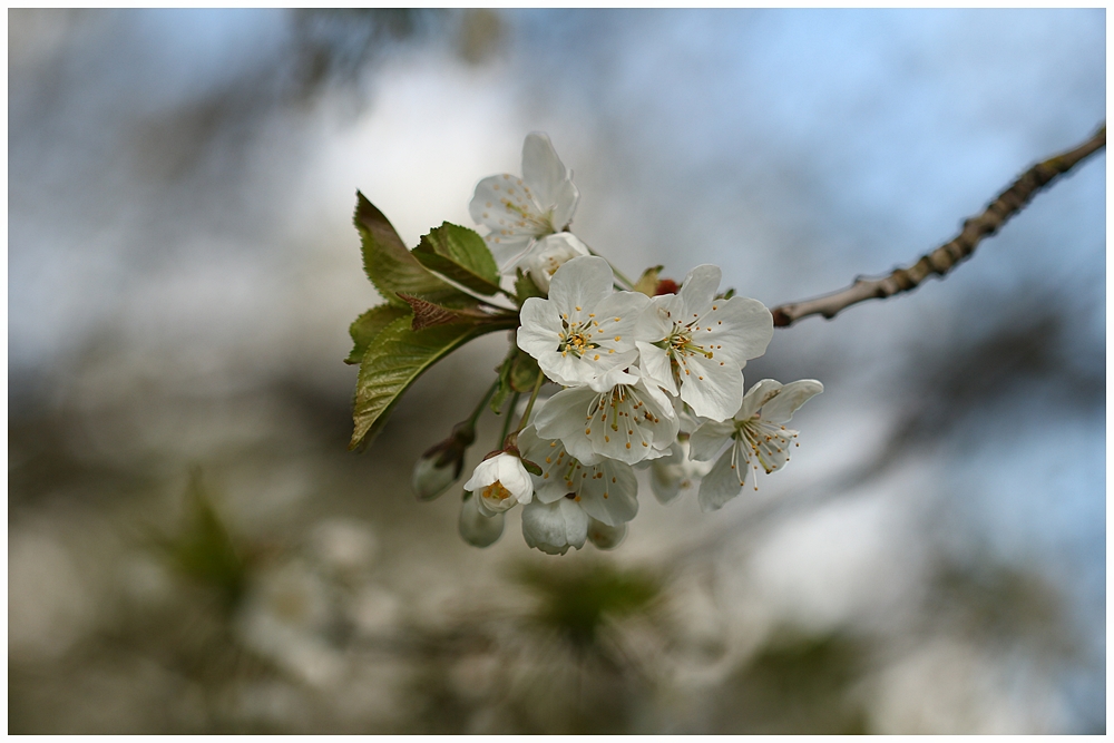 Die Kirschblüten  ...