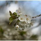 Die Kirschblüten  ...