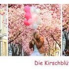 Die Kirschblüten-Allee 